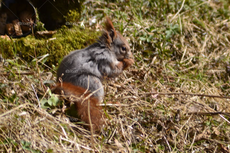 Squirrel Meal 