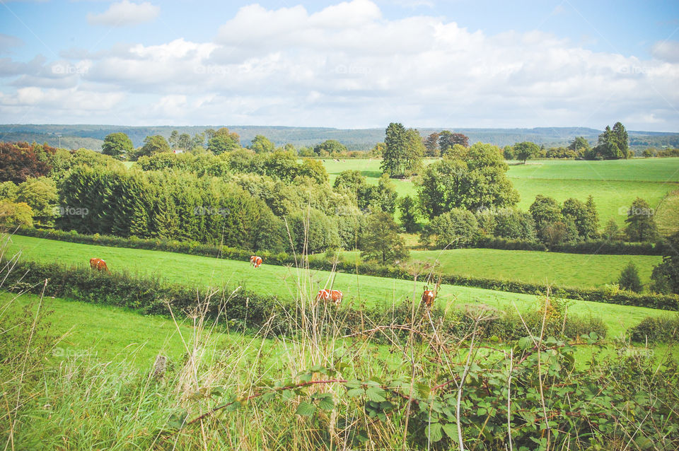 Walloon countryside