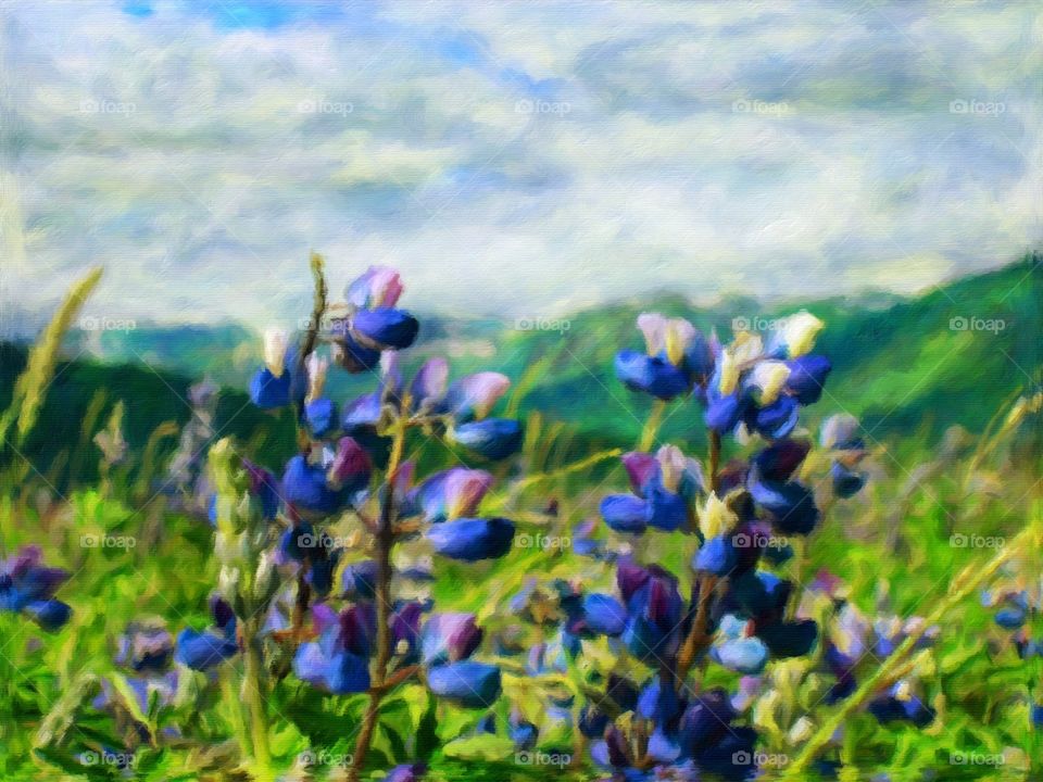 forget-me-nots. Picture of forget-me-nots in Alaska