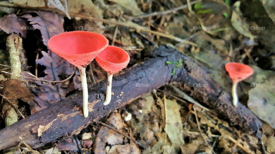 Fungi Cup, red mushroom, champagne shape cup, beautiful small plant