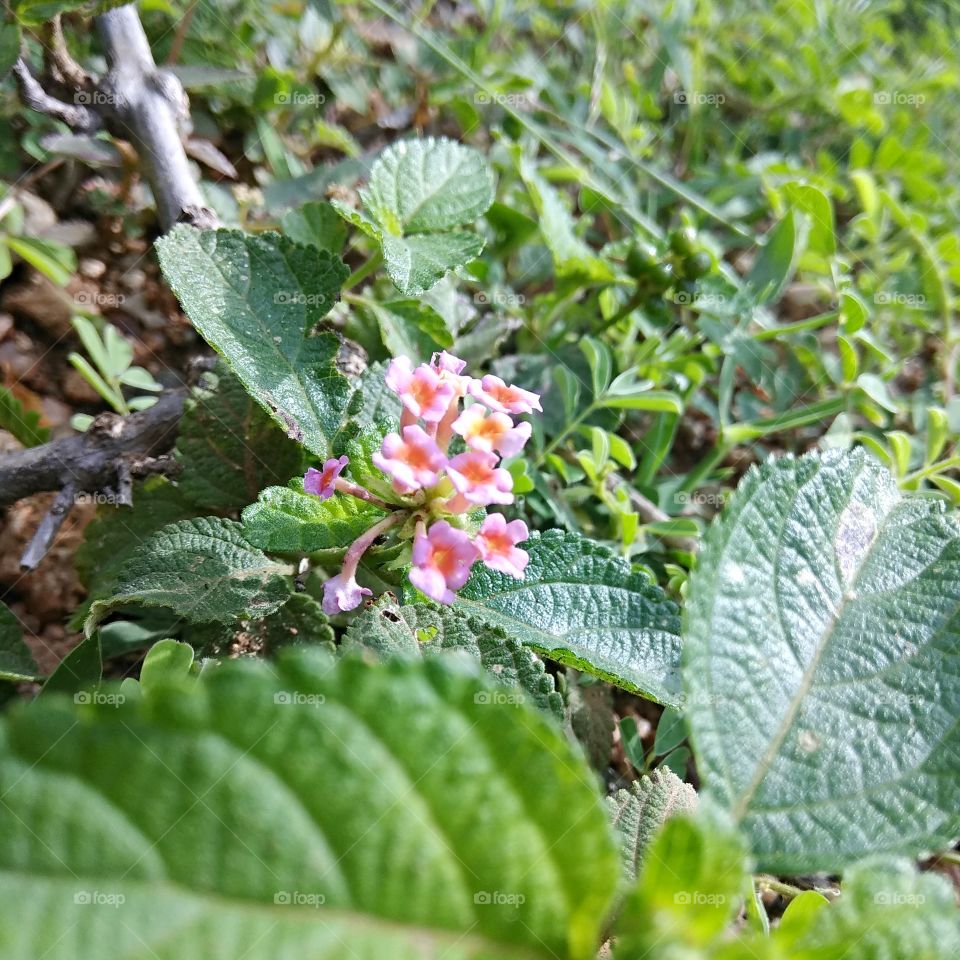 Flower with Beautiful Over a Sunshine
Mesmerising with Glow of Nature and Simplistic Coloring and Shade |Wonderful Showcasing | Leading Flora