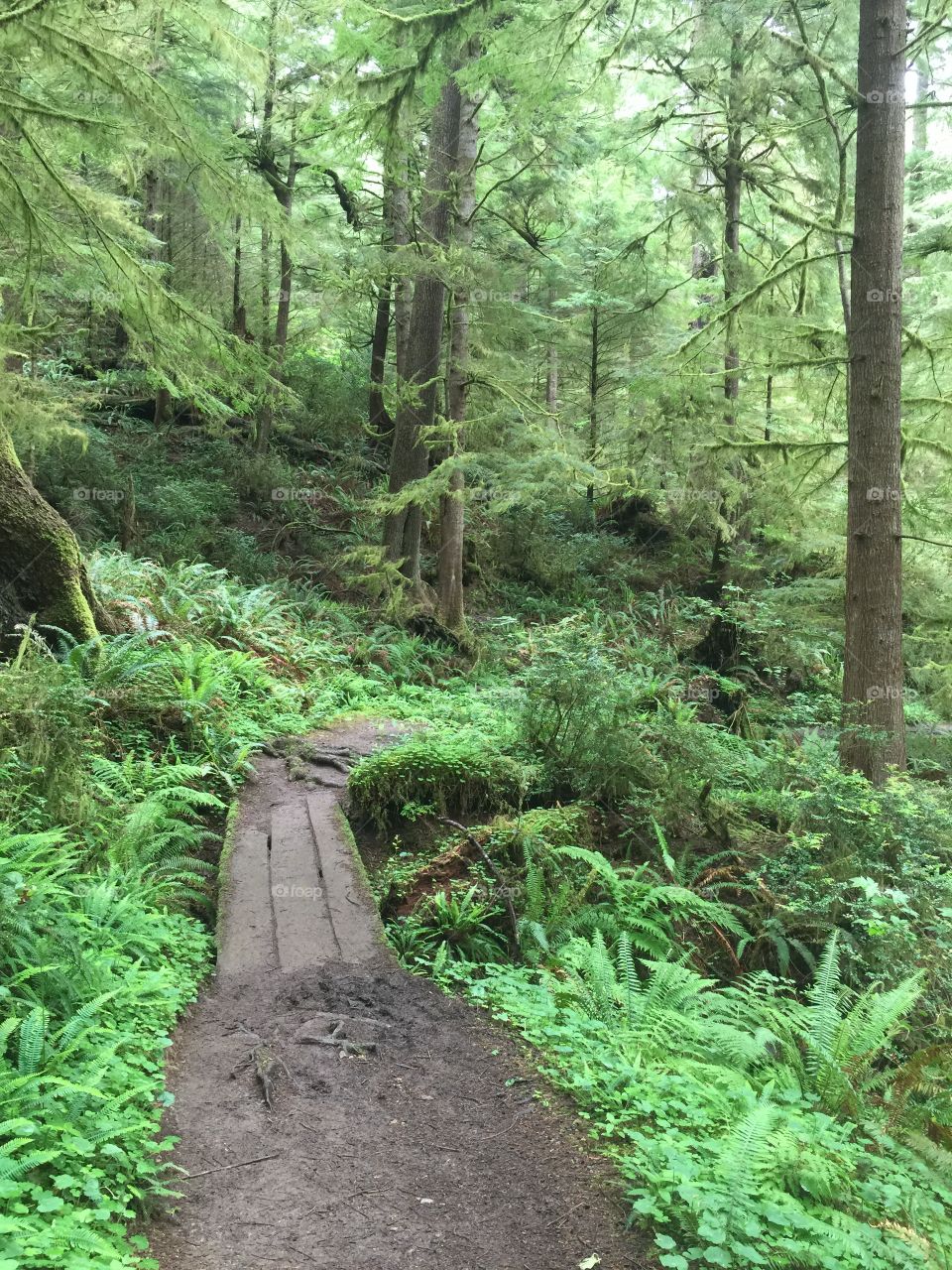 Forest Trail. Cape Falcon Trail in northwest Oregon, USA.