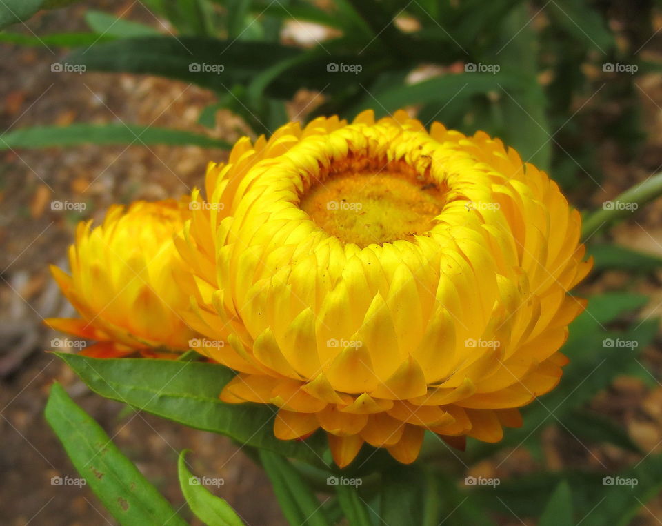 Bright yellow flower. Bright yellow flower