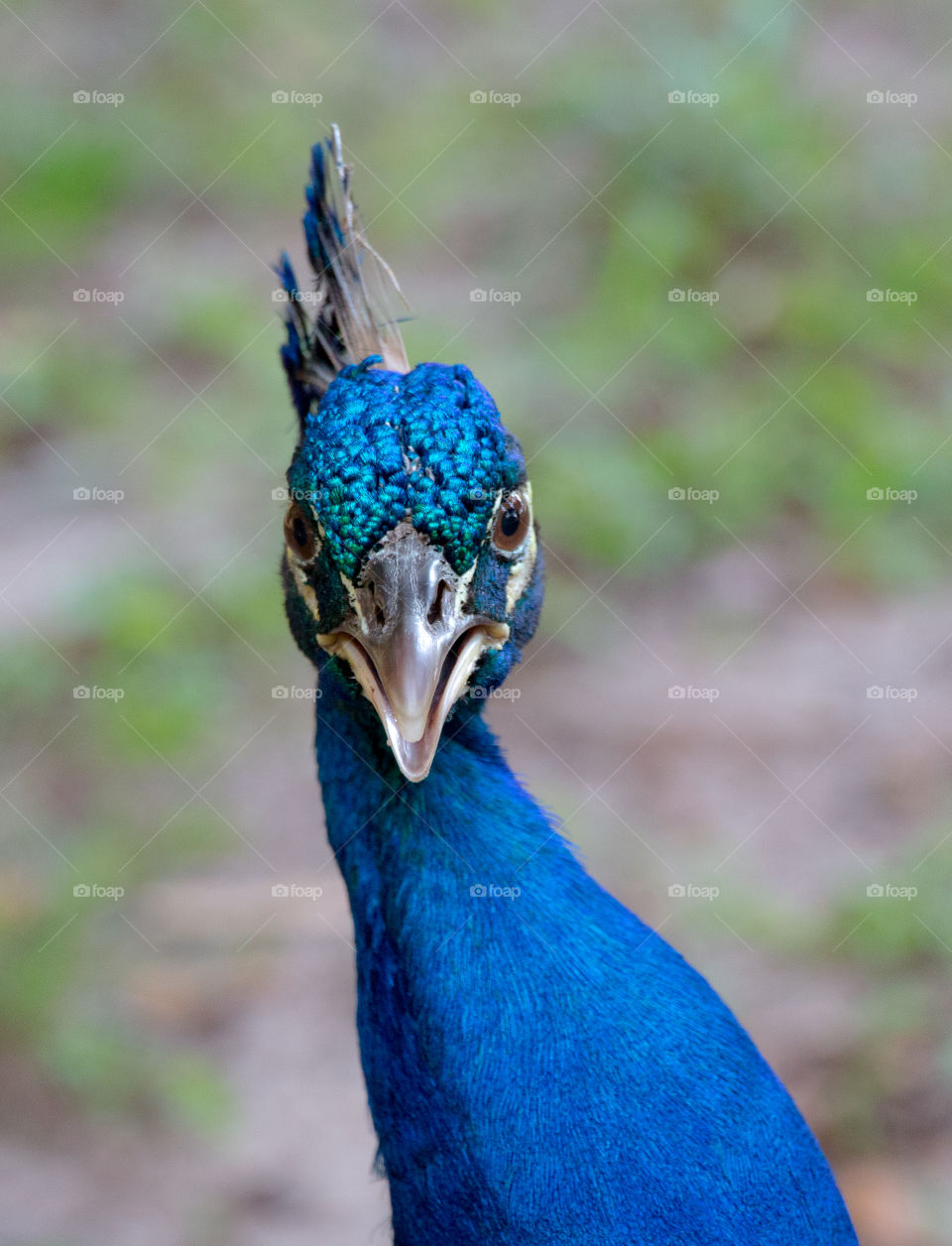 Close-up of peacock's head