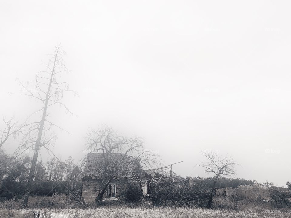 No Person, Landscape, Tree, Fog, Fall