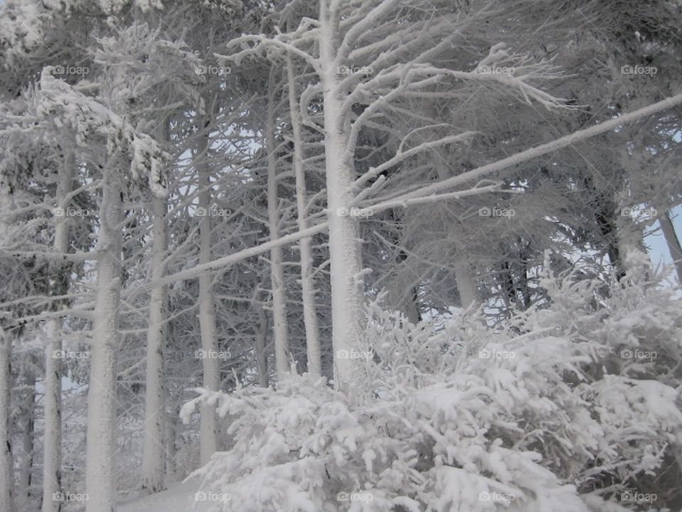 Snow frozen on trees