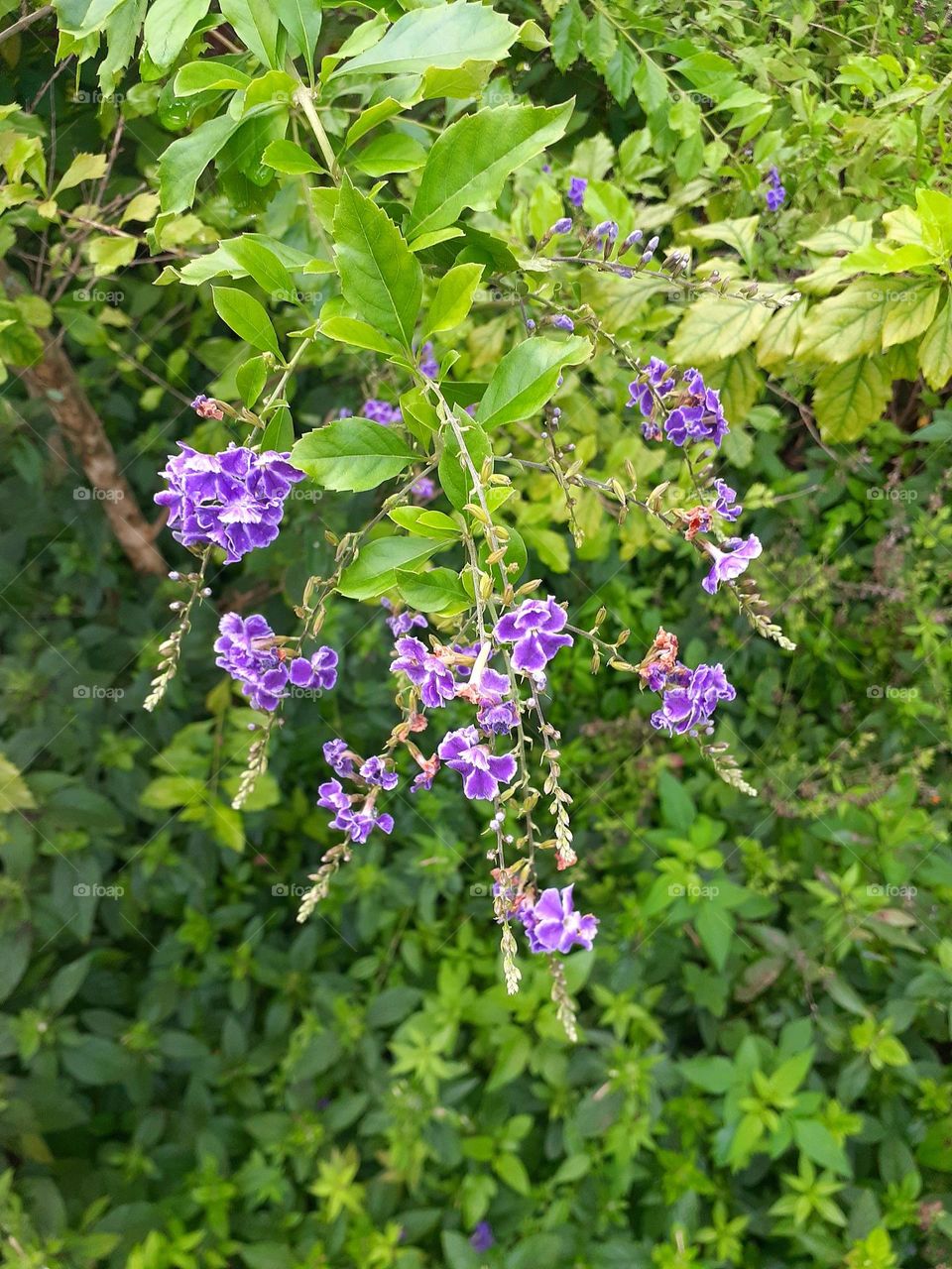 Purple flowers blooming on a plant at Mead Botanical Garden in Winter Park, Florida.