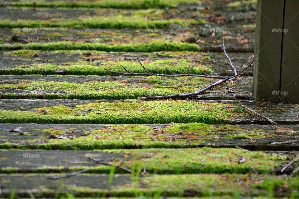 Close-up of mossy bridge