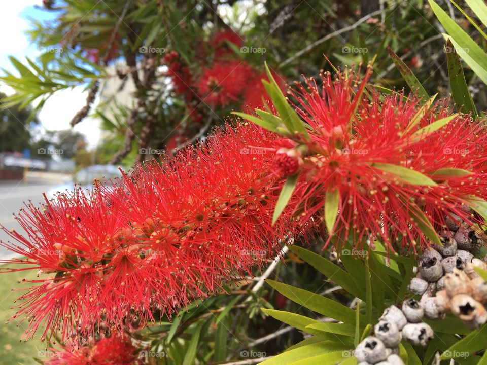 Crimson bottlebrush 