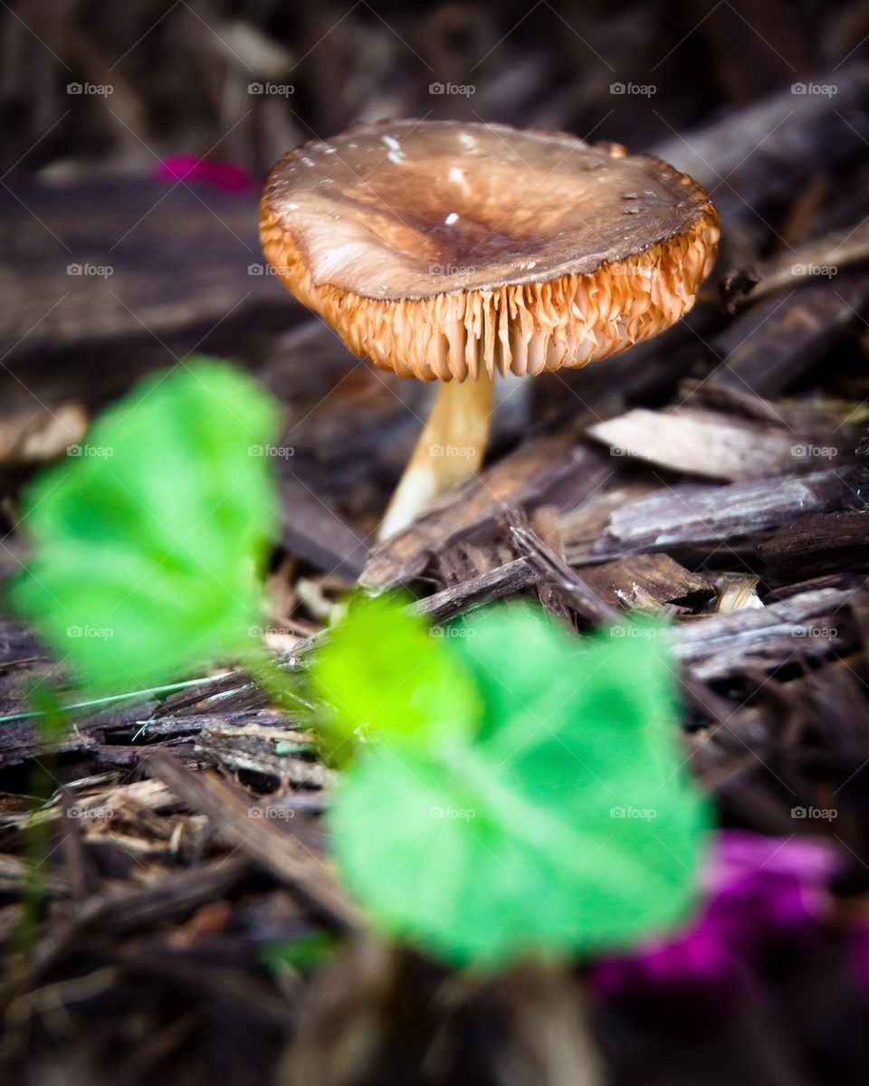 Lighted mushroom