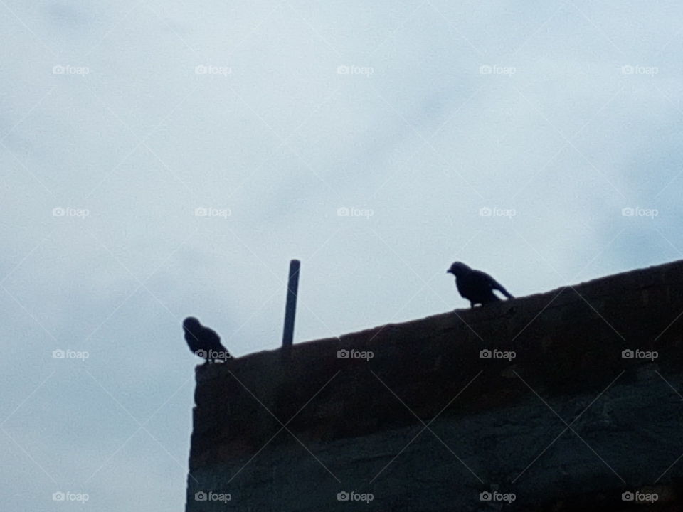 Two crow s