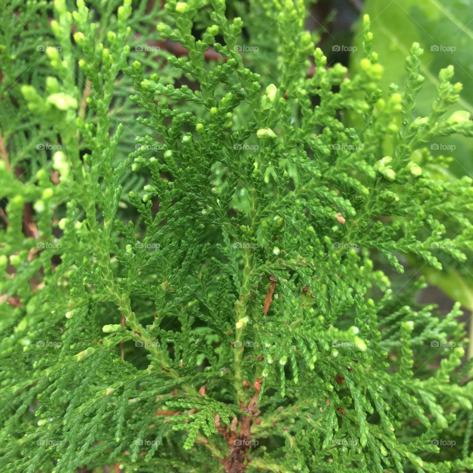 Fir, Spruce or Pine?