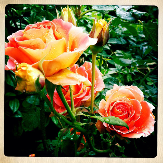 Seattle Flowers #1.