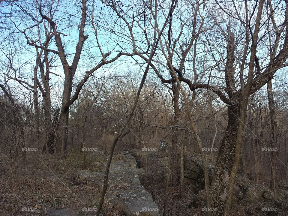 March Woodland Views