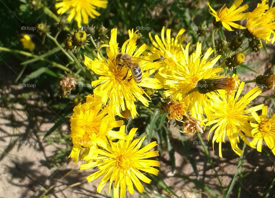 цветы.пчела.желтая.природа.флора.