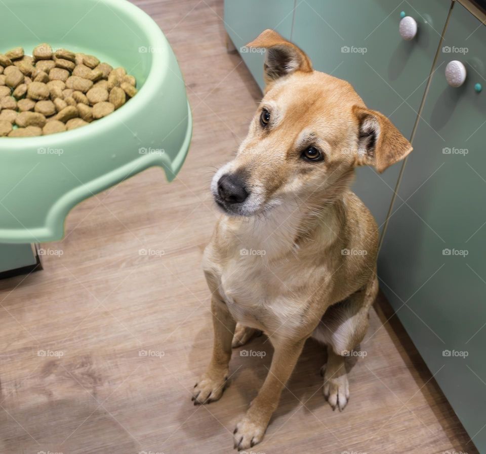 Sandy coloured dog waiting for dinner in turquoise kitchen 