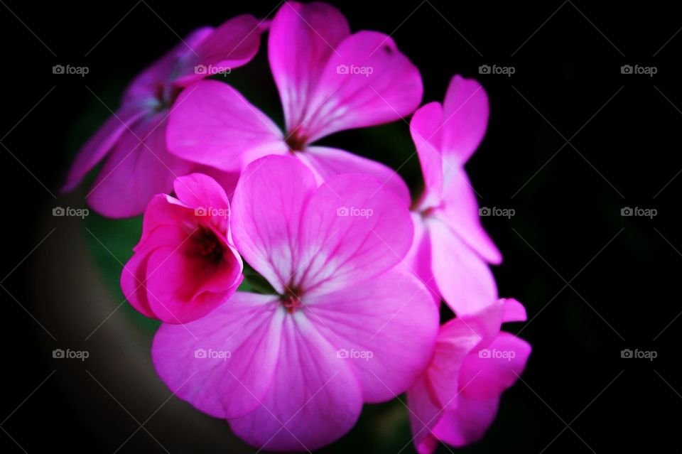 Flower photography!