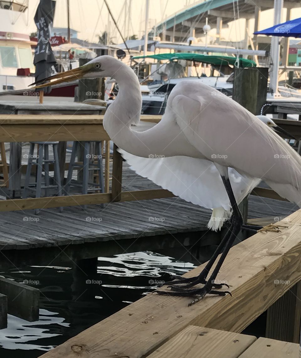 Florida bird at the dock spreading wings