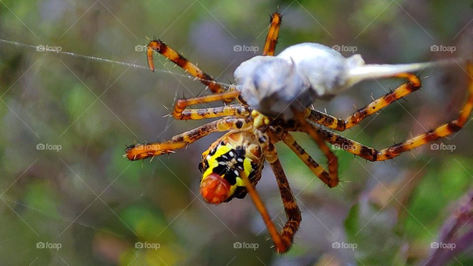 Spider wrapping his prey, spider wrapping an insect, spider caught an insect, scary spider, hunting spider, caught in a net, caught in a web