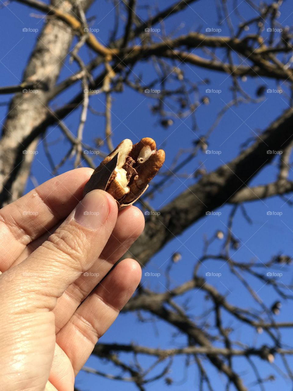 Pecan nuts straight from the tree 