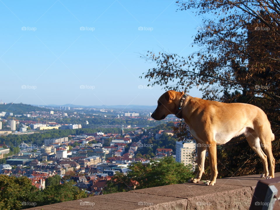 dog is standing and looking over a cityscape