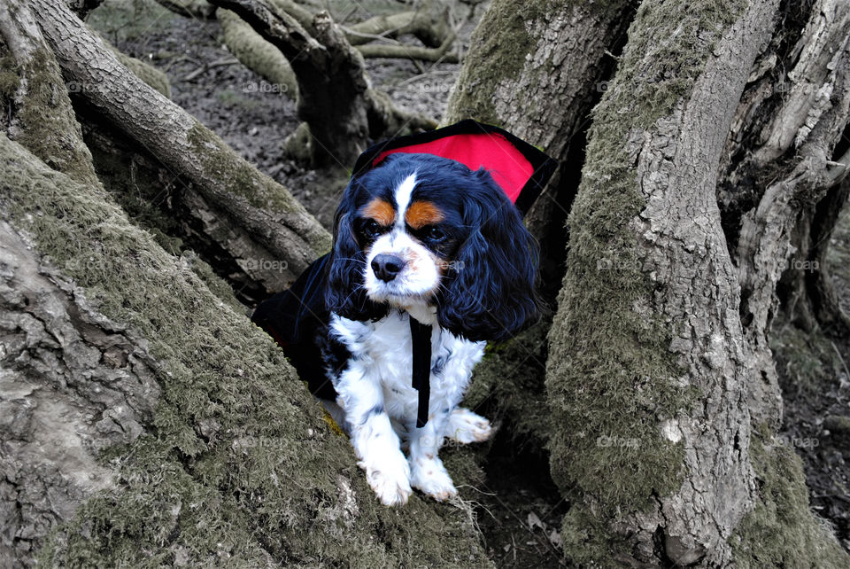 Walter the vampire dog perches in his tree. 