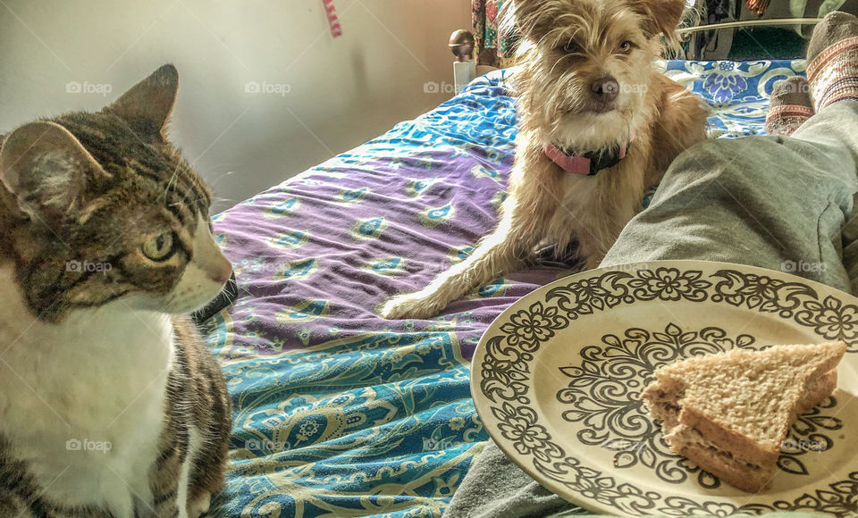 A cat and a dog eye up their owner’s sandwich as they try to eat