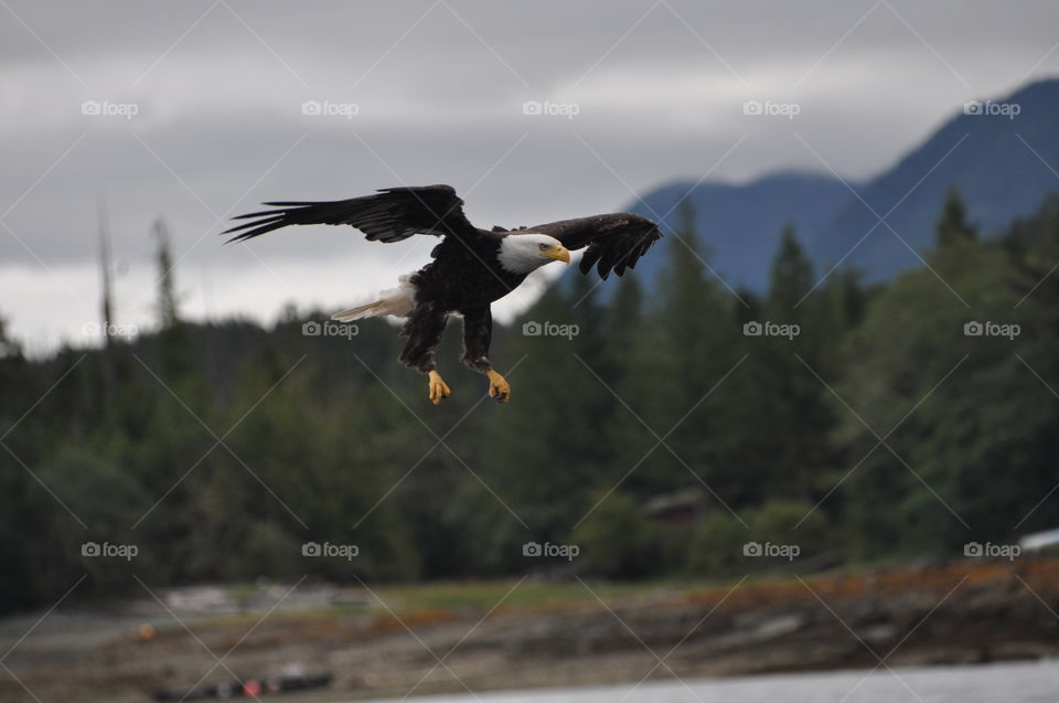 Bald Eagle