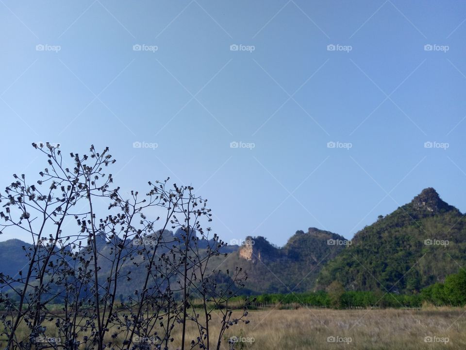 Closeup grass flowers and mountain views in the winter.