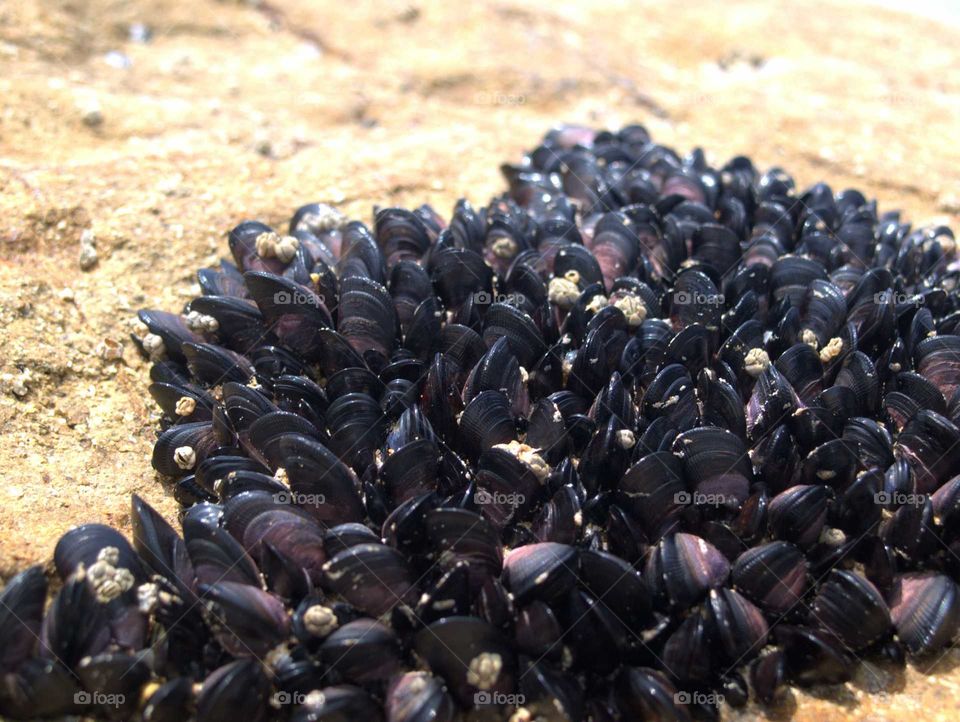 shells at a beach in Australia