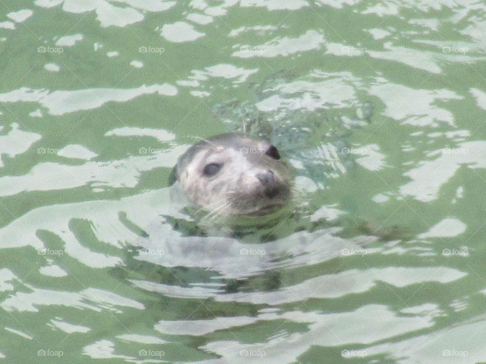 seal swimming in the Irish sea. Taken at carrickabridge. county antrim.