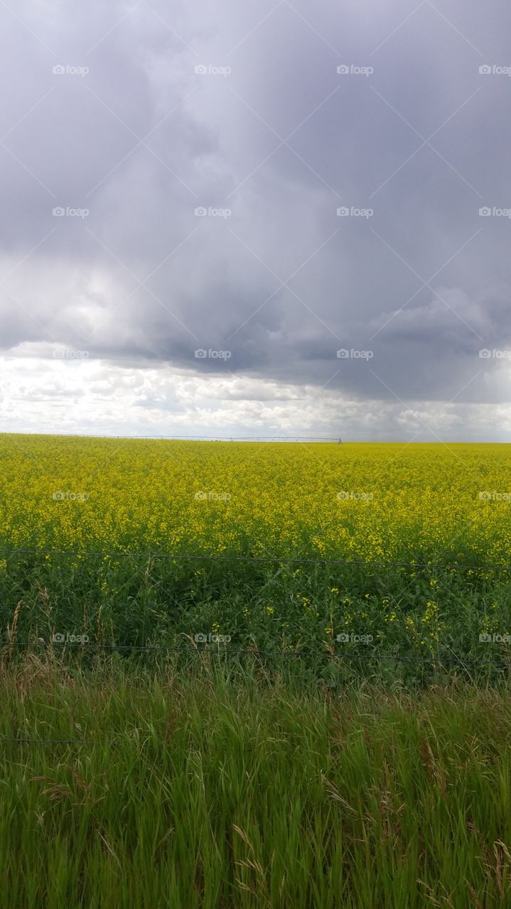 Fields of Yellow