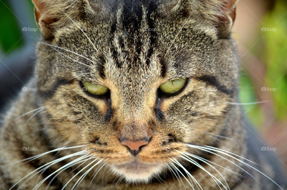 Cat close up