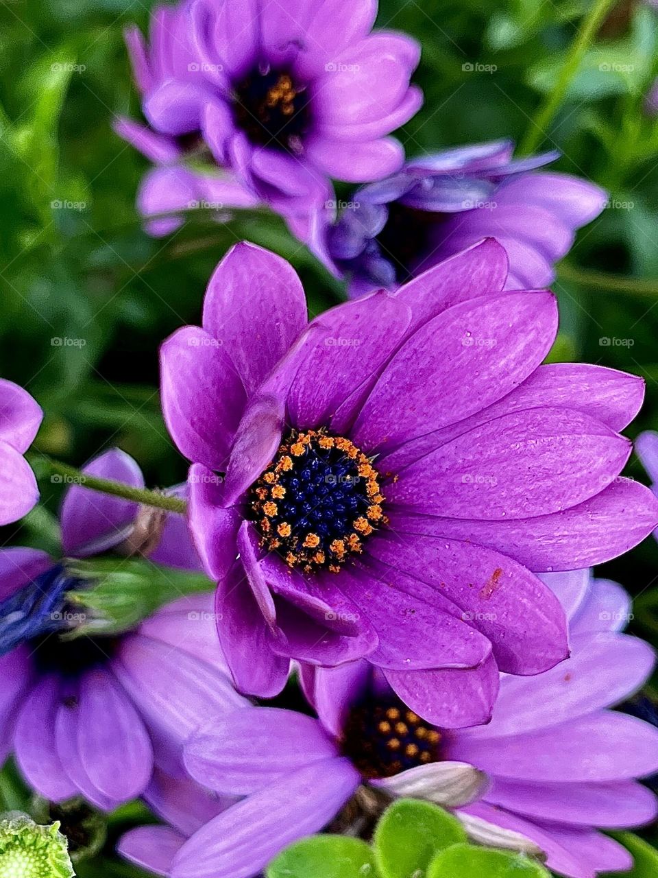 Lavender Daisy Flower