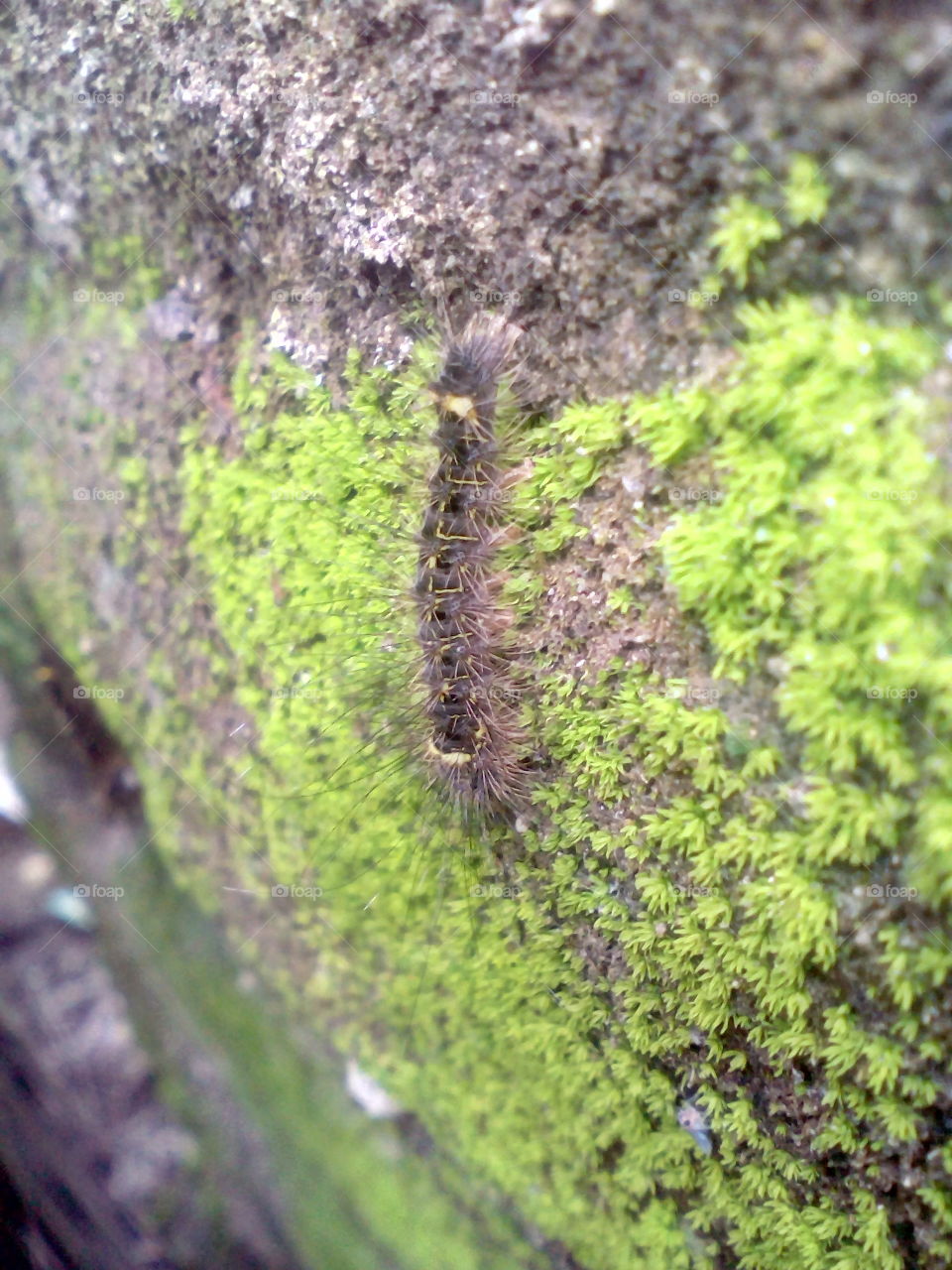 caterpillar is eating moss leaf !!!!!!!!