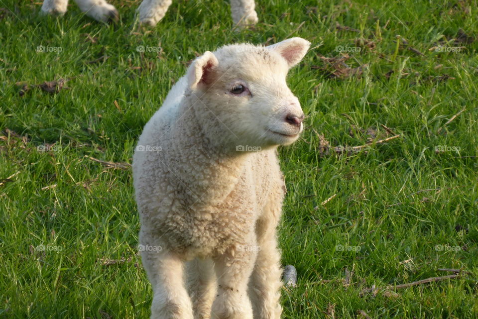 Cute lamb 