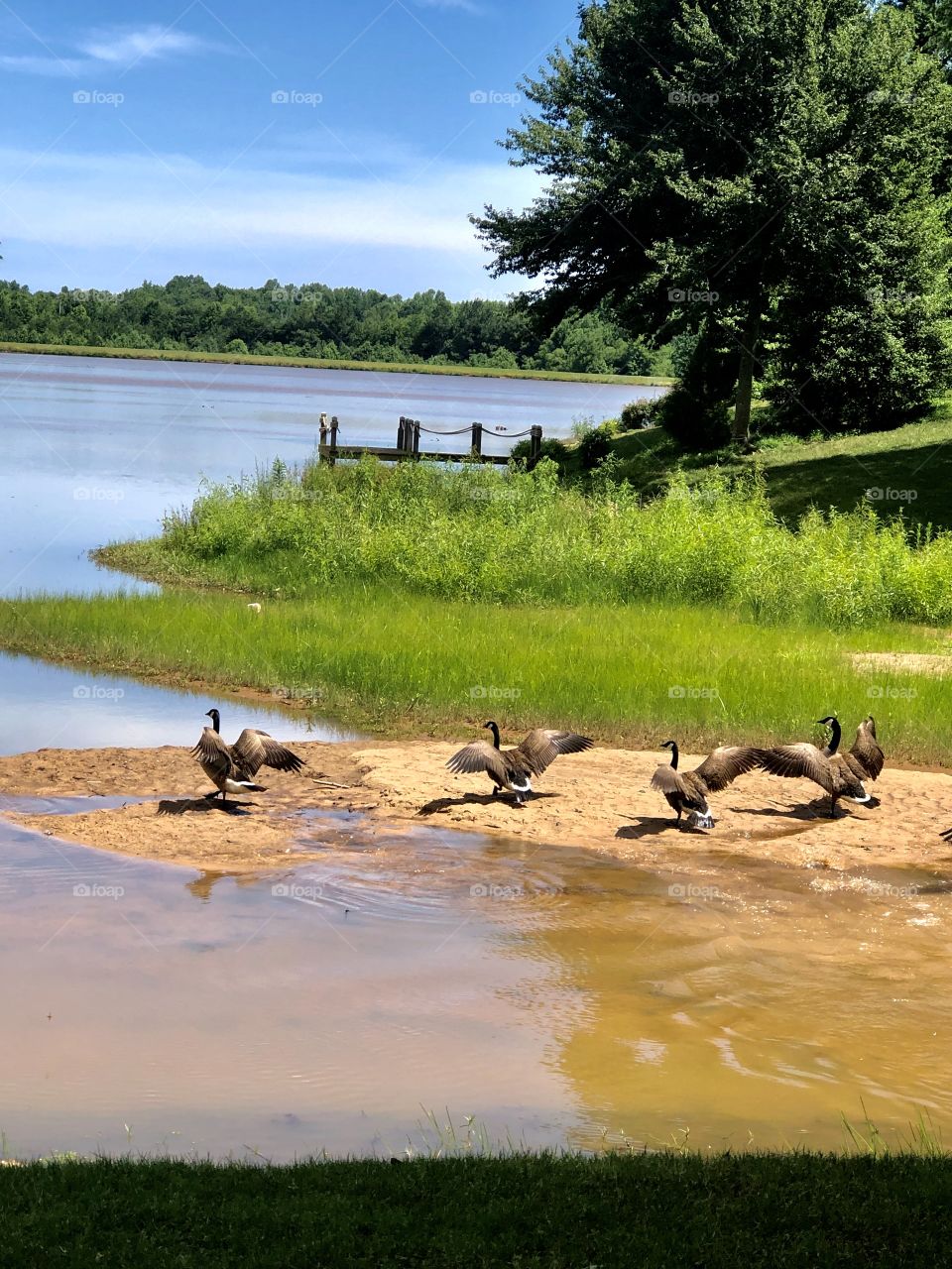 Just another candid shot of the Canadian geese taking flight from our neighborhood lakeshore.  Summertime at Lake Emory is just peaceful and beautiful.