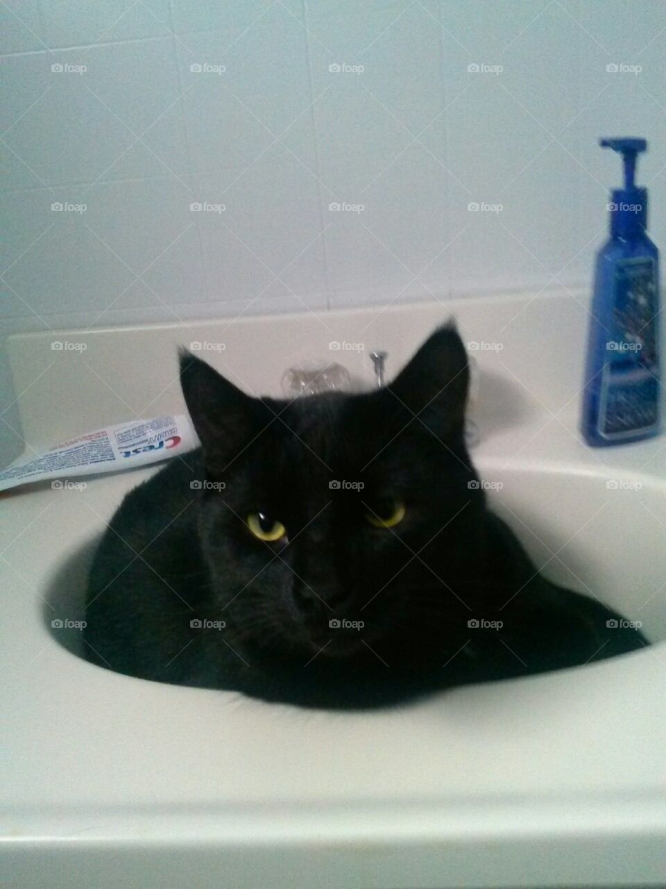 Cat sink 