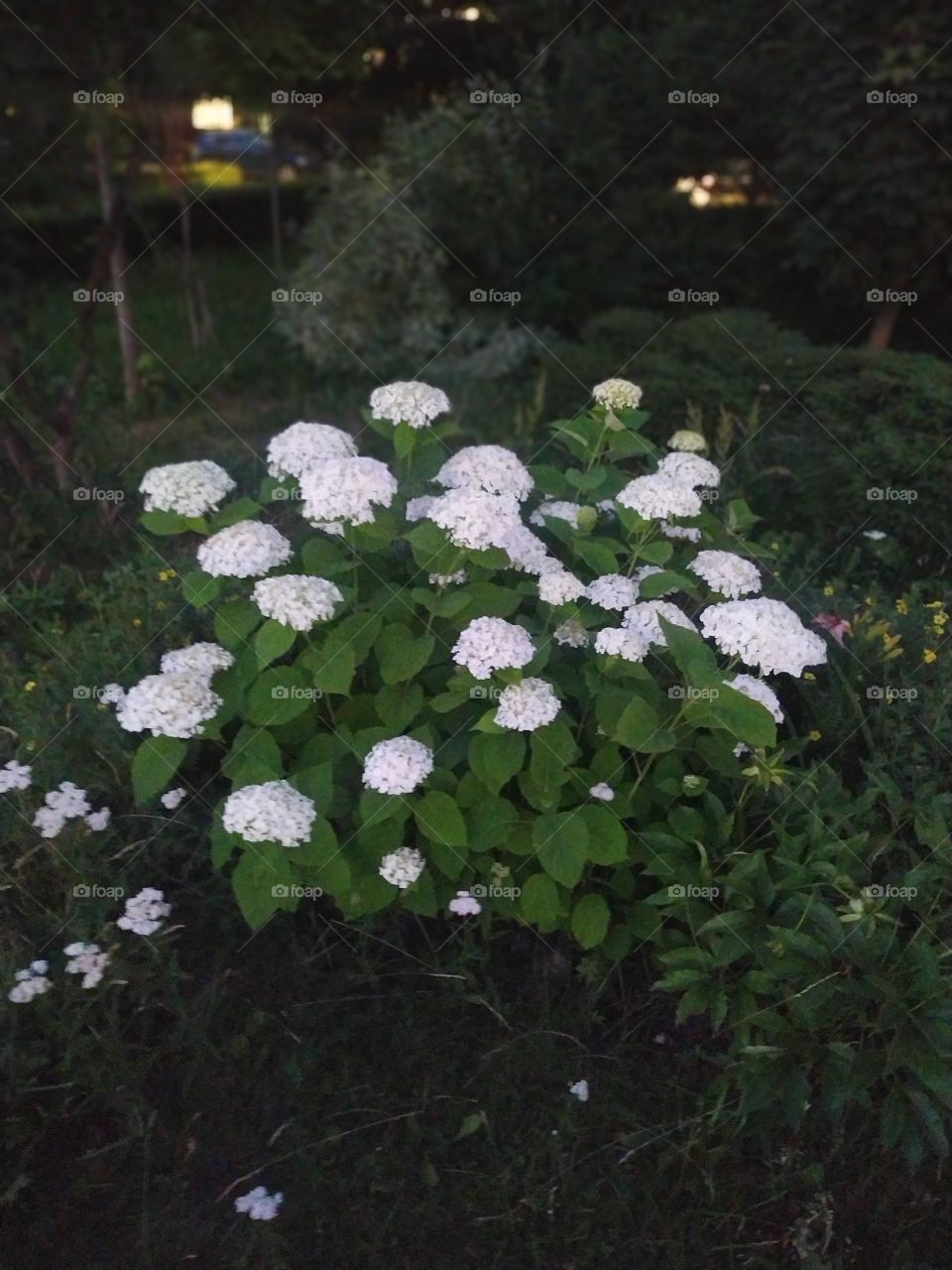 Kalanchoe is usually a disease-resistant flower, but sometimes due to improper care, it can cause adverse events, such as various diseases