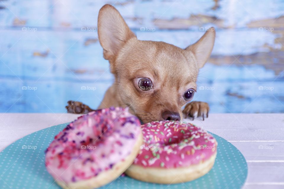 Chihuahua puppy wants to eat donuts from the table