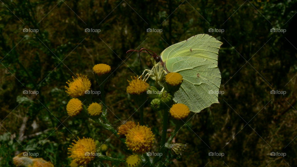 Schmetterling auf einer Blume