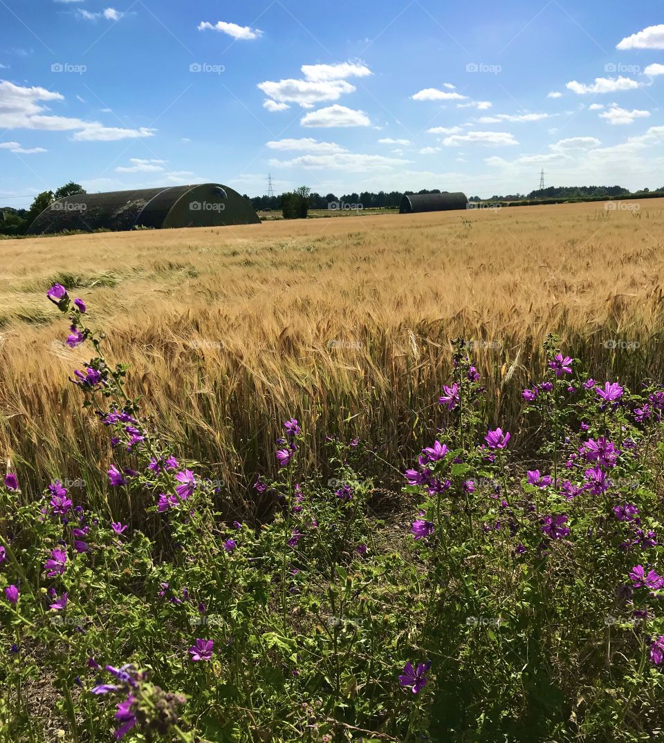 Purple flowers in the golden wheat field in Essex England 