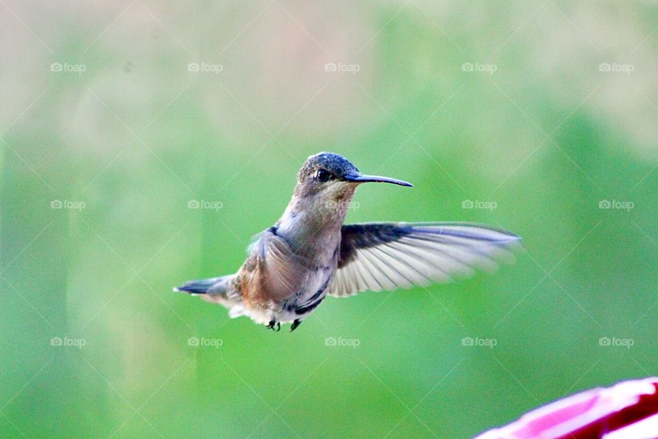 Hummingbird flying in for a drink of nectar