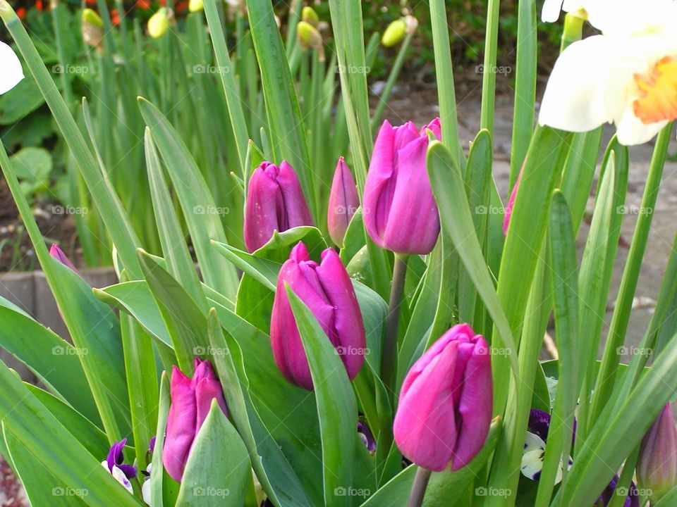 tulips. nice spring flowers.