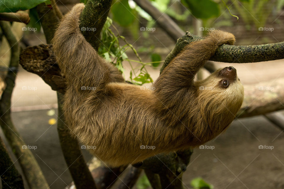 Rescued Three Toed Sloth 