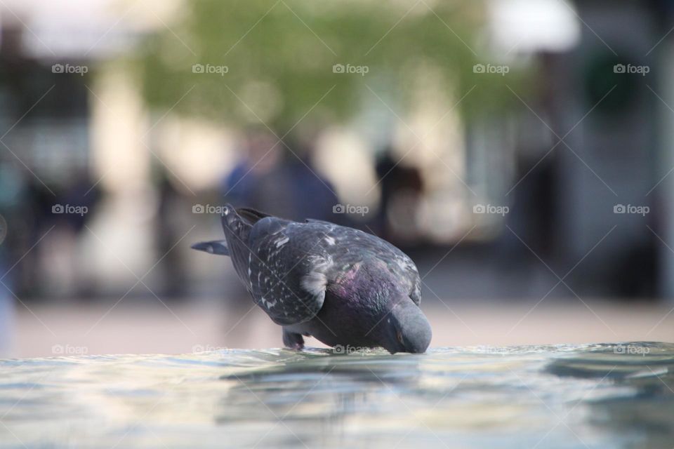 pigeon drinking water