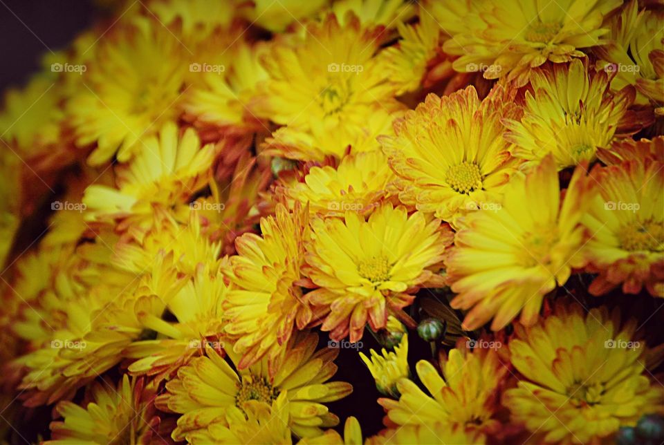 Fall yellow mums