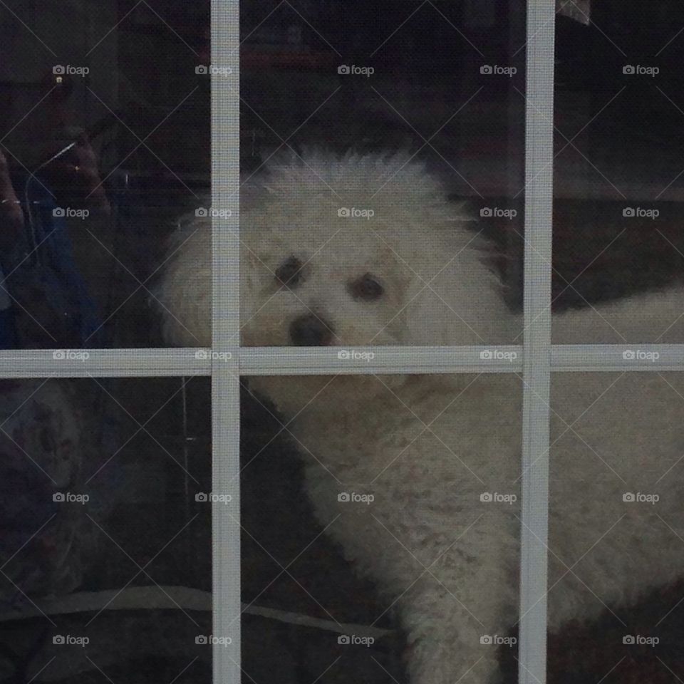 How much is that puppy in the window