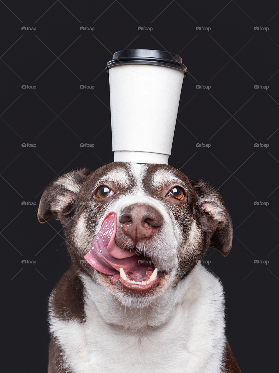 Dog with a cup of coffee on his head 