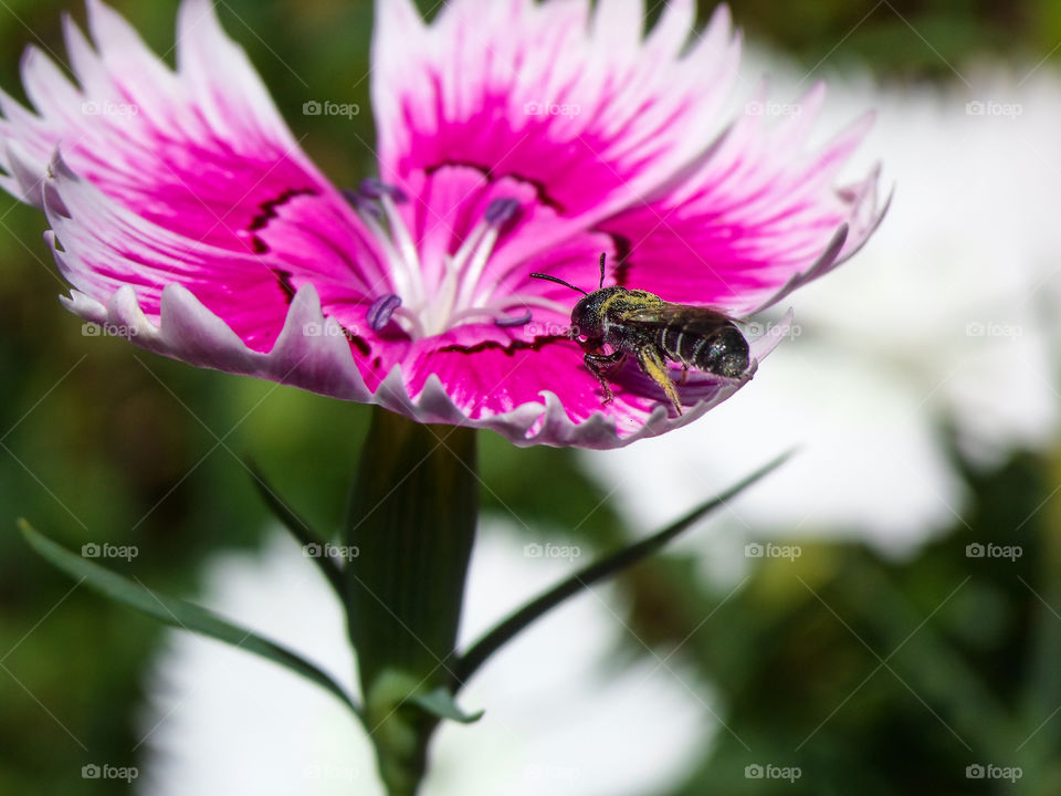 small bee sitting on a flower